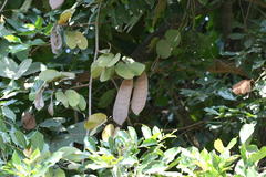 Phanera vahlii